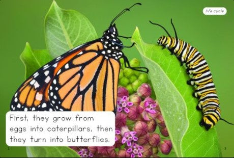 More Butterflies(Decodable Explorers Non Fiction A-Skill Set 8)