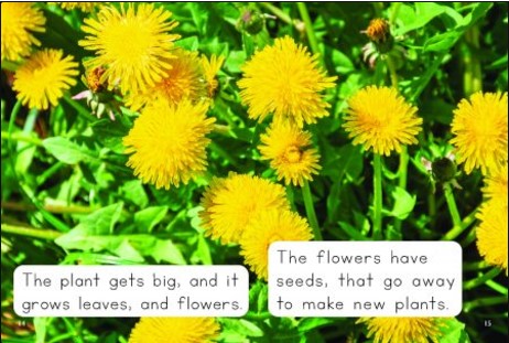 Plant Life Cycle(Decodable Explorers Non Fiction A - Skill Set 7)