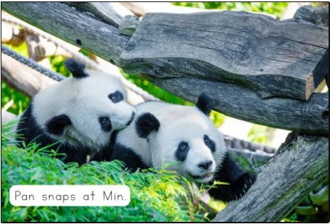 Twin Pandas(Decodable Explorers Non Fiction-Skill Set 1)