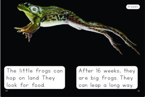 Frog's Life Cycle(Decodable Explorers Non Fiction A - Skill Set 4)