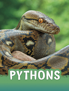 Pythons (Paperback)