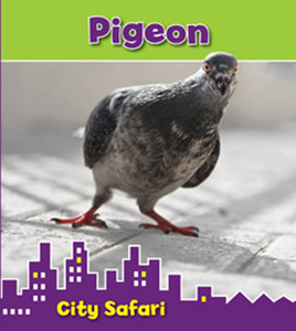 Pigeon (Paperback)