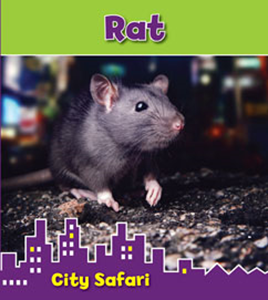 Rat(Paperback)