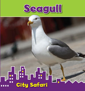 Seagull (Paperback)