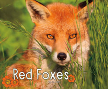 Red Foxes (Paperback)