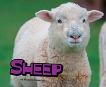 Sheep (Paperback)