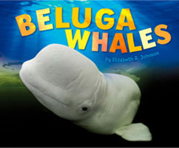 Beluga Whales (Paperback)