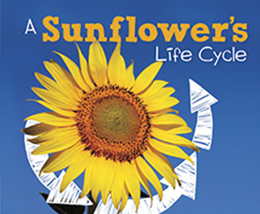 A Sunflower's Life Cycle (Paperback)