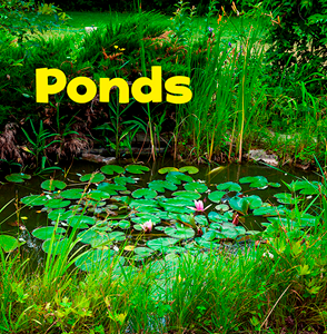 Ponds (Paperback)