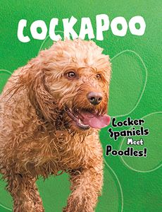 Cockapoo (Paperback)