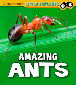 Amazing Ants (Paperback)