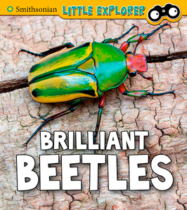 Brilliant Beetles (Paperback)