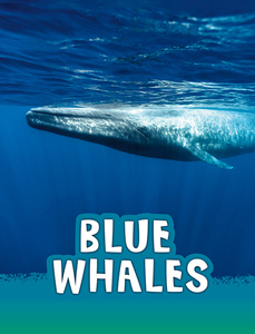 Blue Whales (Paperback)