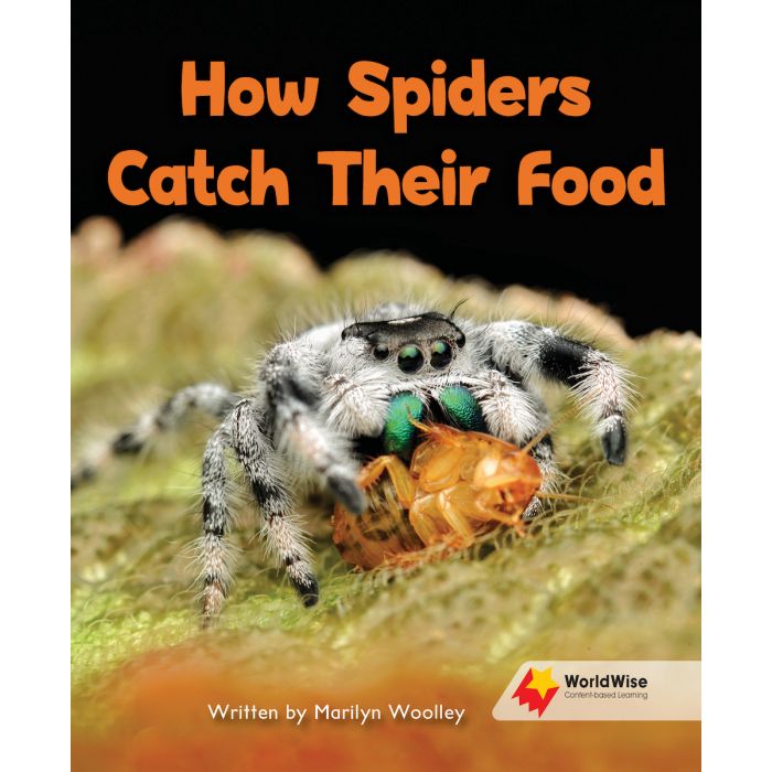 How Do Spiders Catch Their Prey?