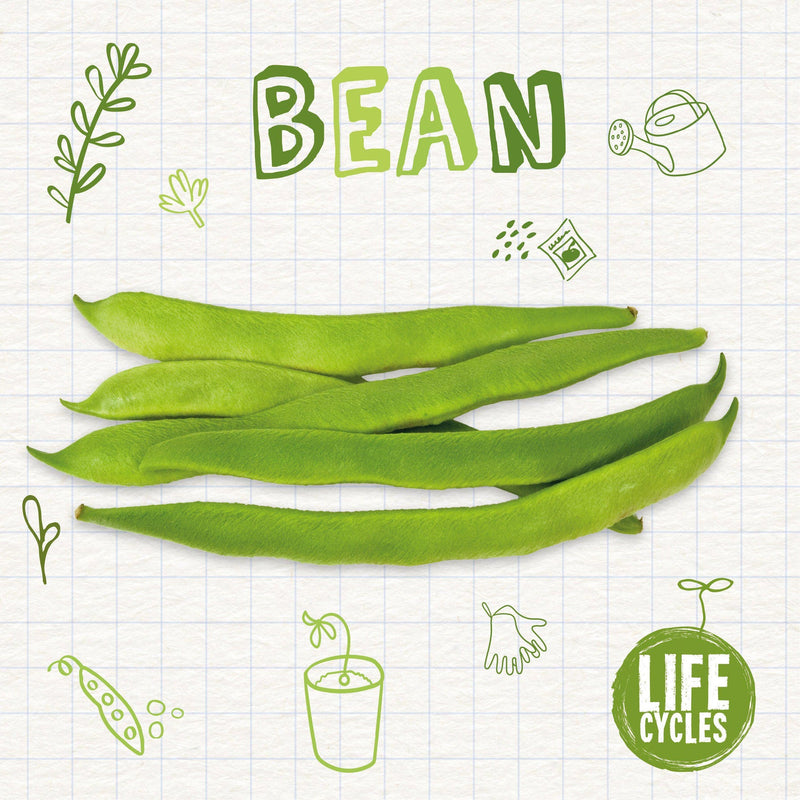 Life Cycles: Bean-PB