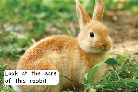 Red Rocket Emergent Non Fiction C (Level 2): All Kinds of Ears