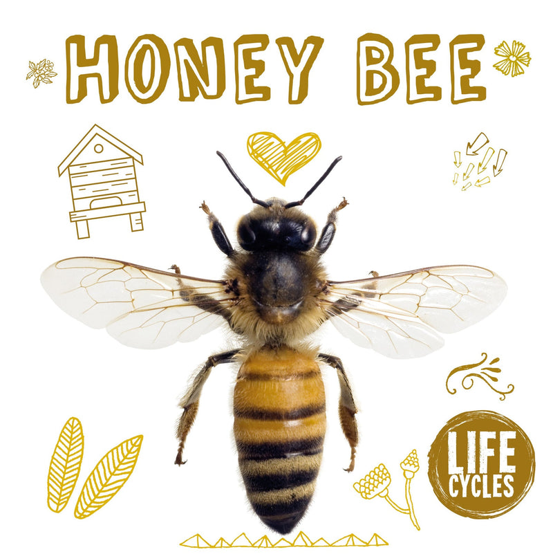 Life Cycles: Honey Bee-PB