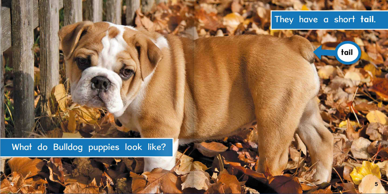 Ready Readers:Bulldog Puppies