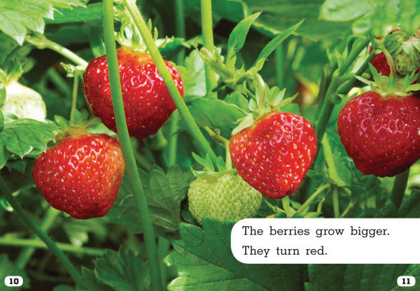 Plant Life Cycles:Let's Look at Strawberries